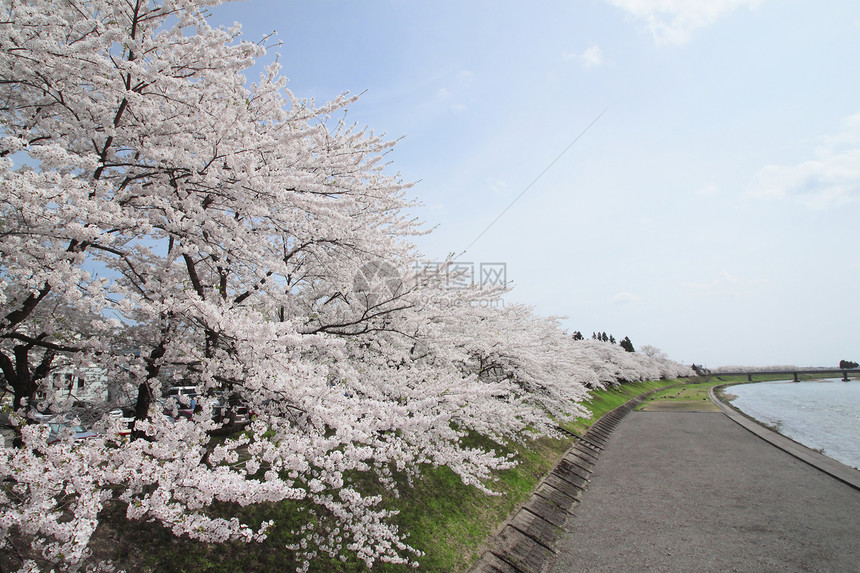 开花在Kakunolate的樱花叶子晴天角馆粉色美丽季节科学江户图片