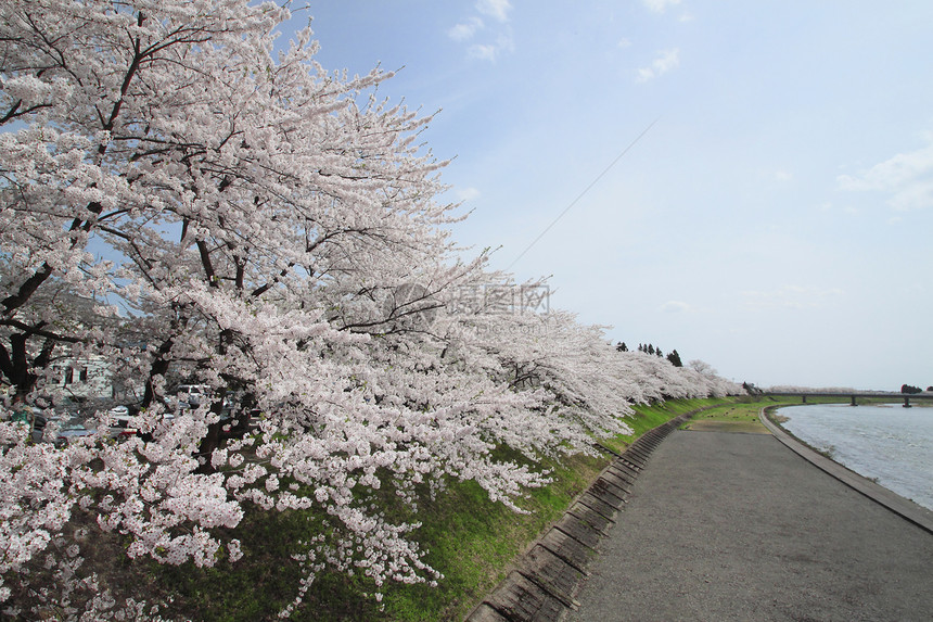 开花在Kakunolate的樱花角馆科学美丽晴天江户叶子季节粉色图片