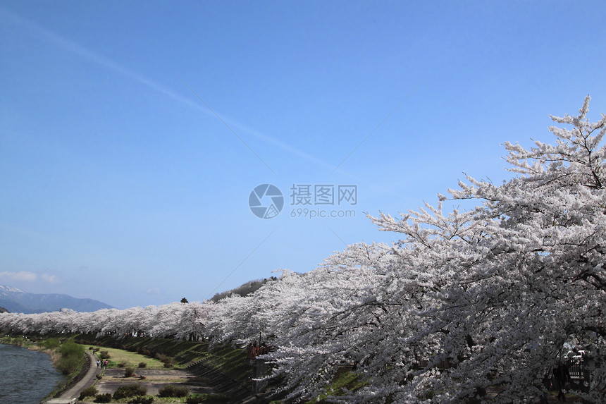 开花在Kakunolate的樱花美丽江户角馆晴天季节科学粉色叶子图片