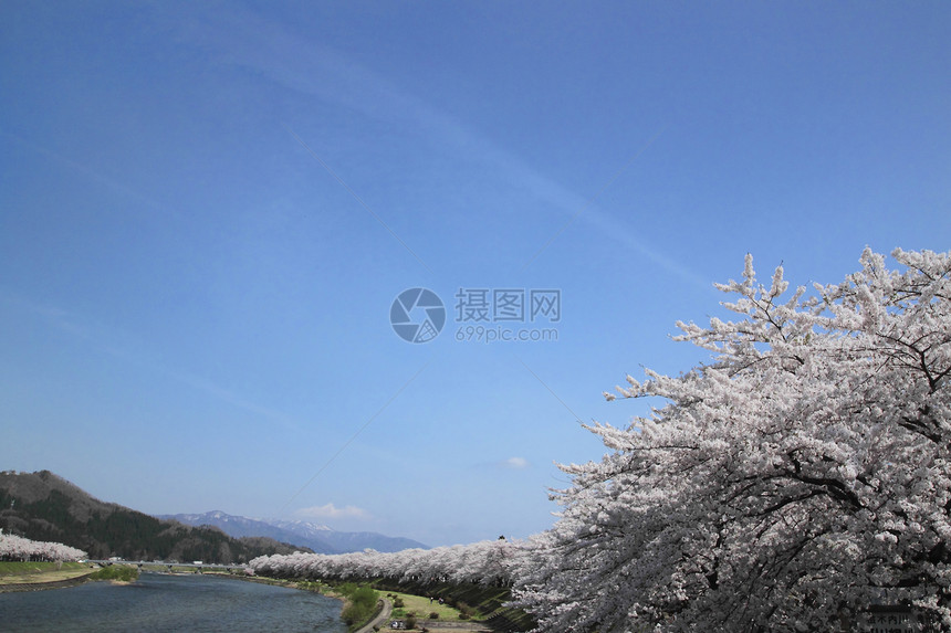 开花在Kakunolate的樱花角馆科学叶子美丽粉色季节江户晴天图片