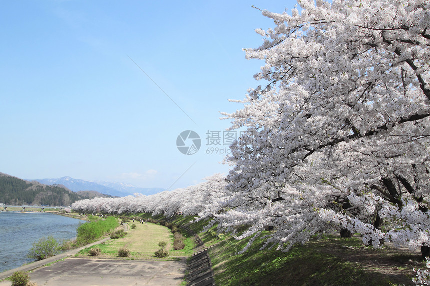 开花在Kakunolate的樱花晴天粉色美丽角馆江户季节科学叶子图片