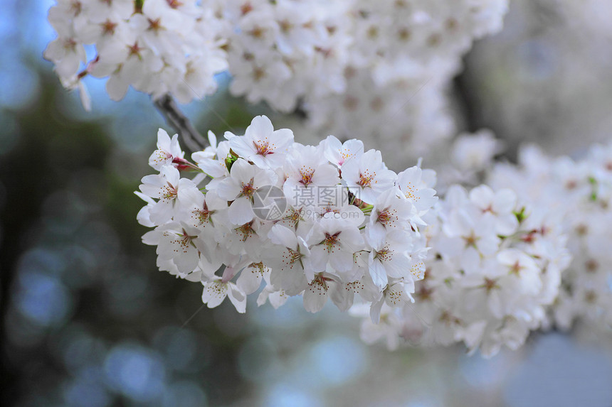 开花在Kakunolate的樱花角馆粉色晴天季节江户科学叶子图片