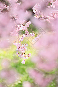 盛开的樱花花花朵公园粉色晴天花园背景图片