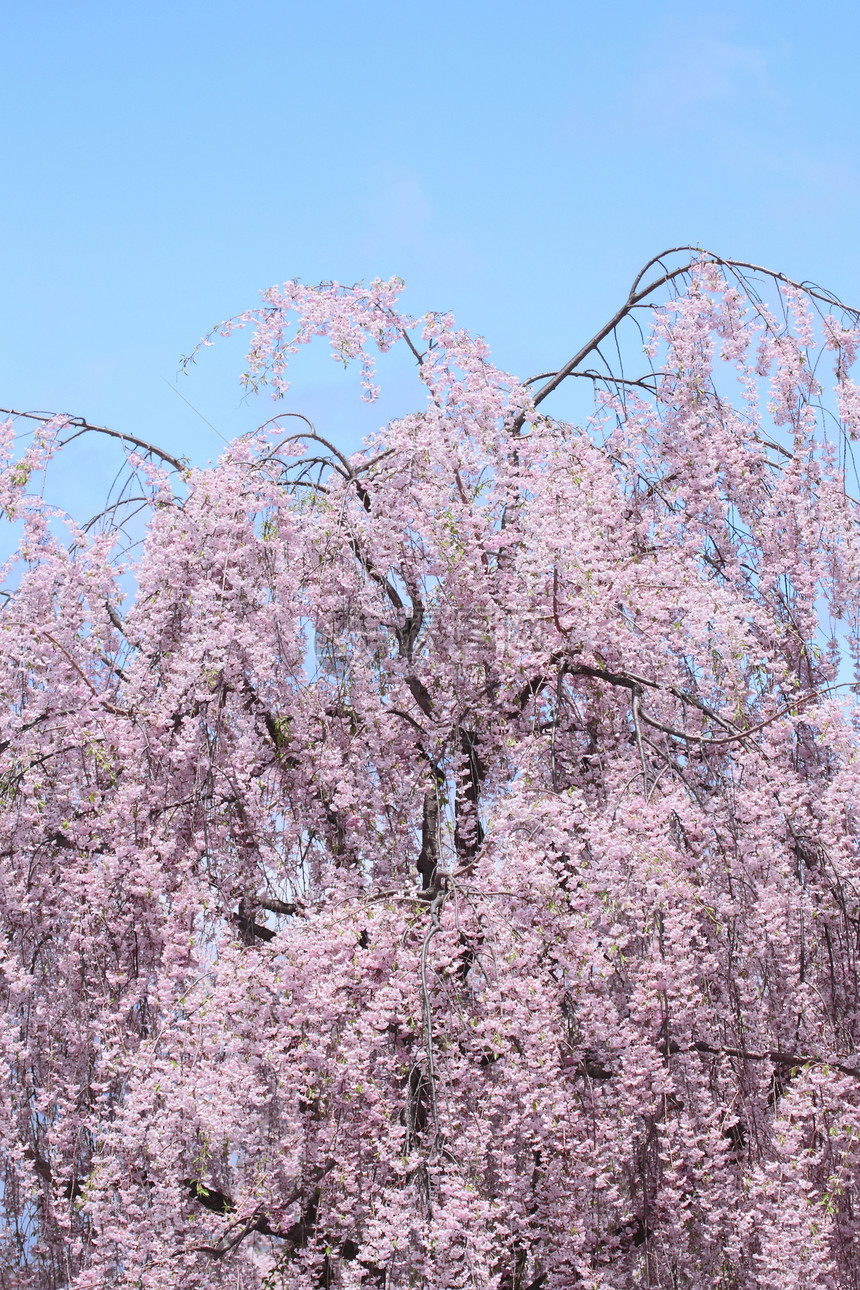 盛开的樱花花花朵粉色蓝天花园天空晴天公园图片