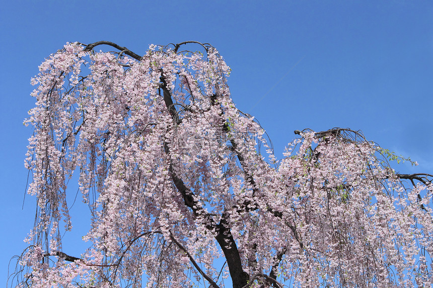 盛开的樱花花蓝天粉色公园樱花花朵天空花园晴天图片