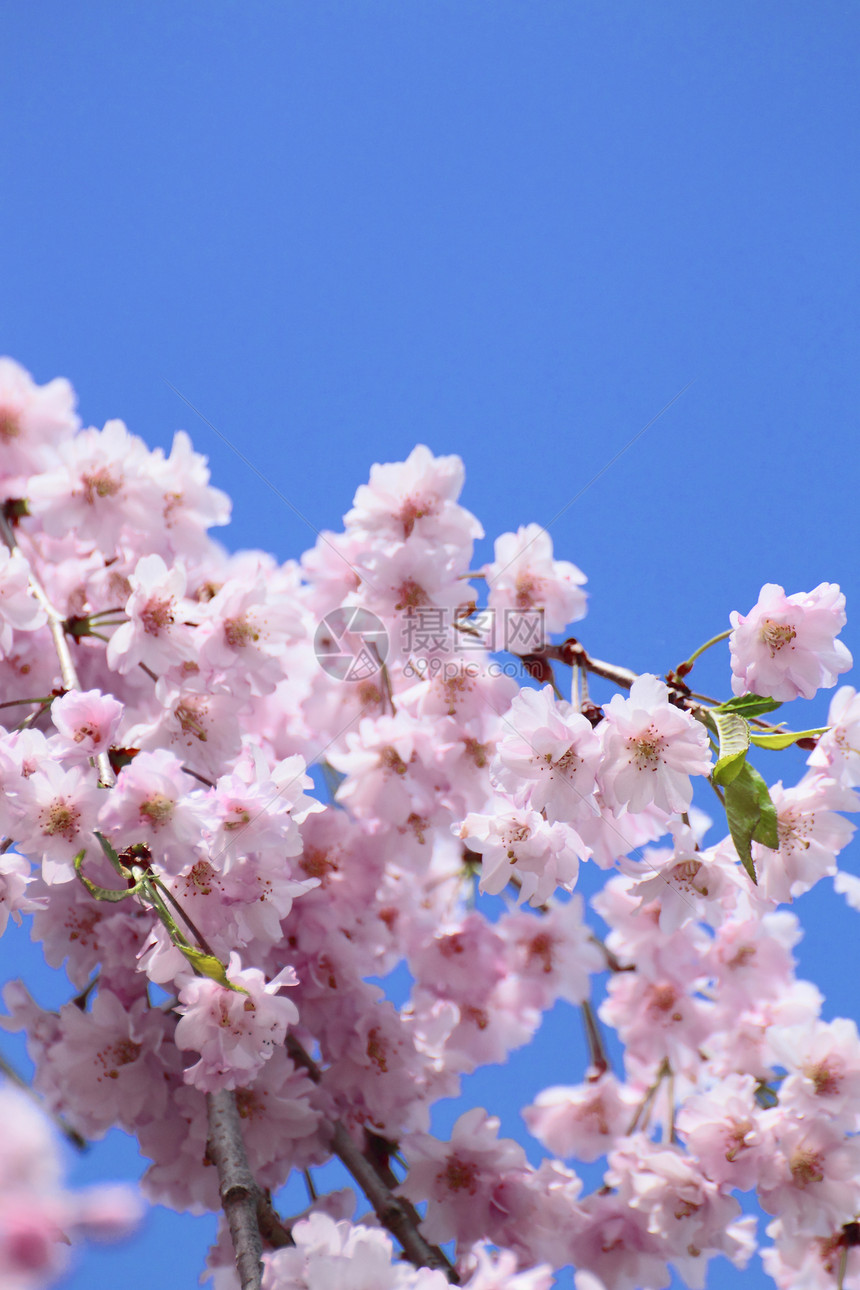 盛开的樱花花和蓝天空图片