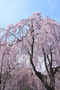 盛开的樱花花花园粉色晴天蓝天天空公园花朵背景图片