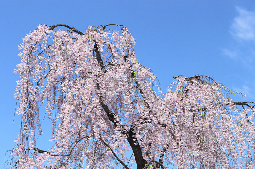 盛开的樱花花花朵花园晴天公园粉色天空蓝天图片