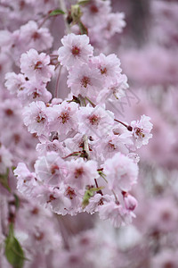 盛开的樱花花晴天花朵公园粉色花园背景图片