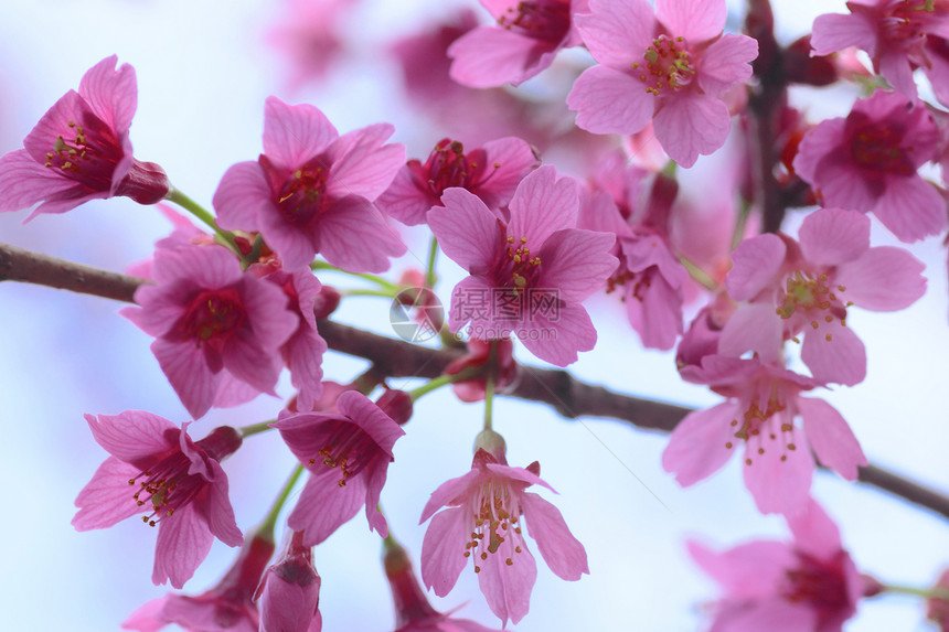 盛开的樱花花粉色晴天公园天空蓝天花园花朵图片