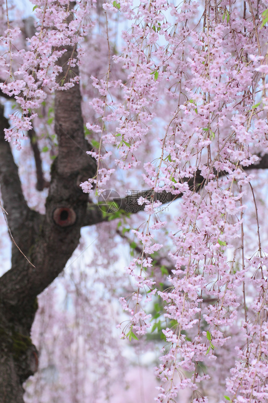 盛开的樱花花花朵公园花园粉色晴天图片