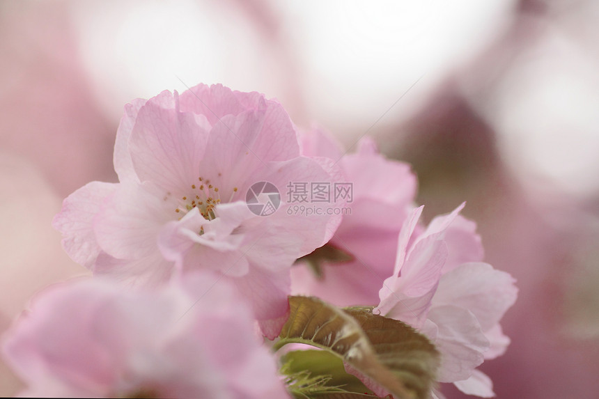 盛开的樱花花花朵花园宏观晴天天空蓝色粉色公园图片