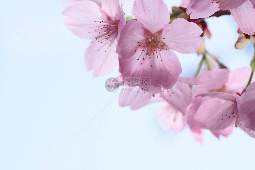 盛开的樱花花公园蓝色宏观花朵粉色花园晴天天空图片