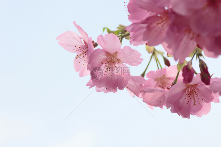 盛开的樱花花天空花朵公园宏观粉色花园蓝色晴天图片