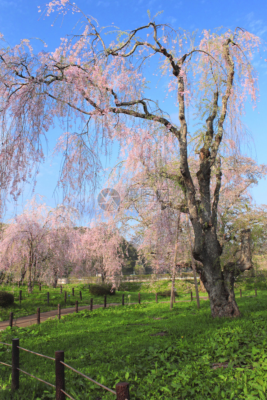 盛开的樱花花天空花园晴天粉色花朵蓝天图片