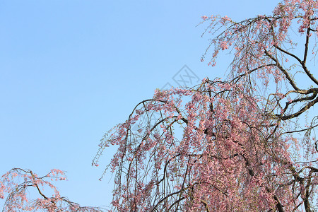 盛开的樱花花粉色蓝天花园天空花朵晴天背景图片