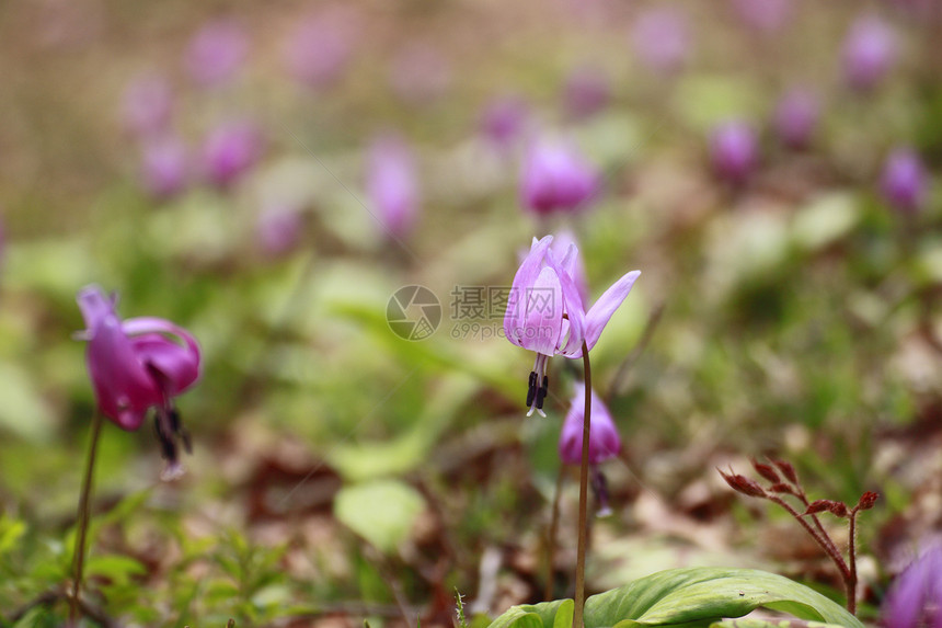 卡塔库里丙烯公园旅游花园生活季节人群紫色荒野绿色图片