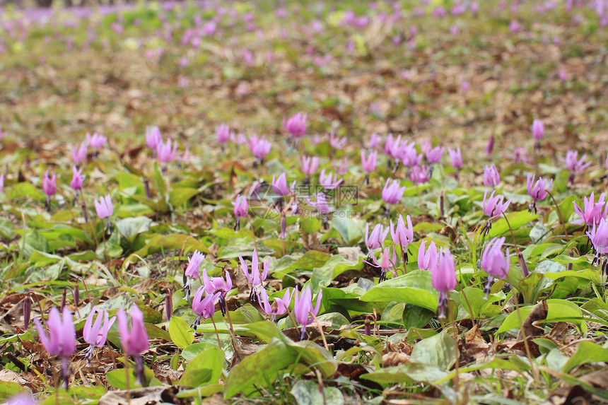 卡塔库里丙烯生活人群紫色季节公园旅游花园绿色荒野图片