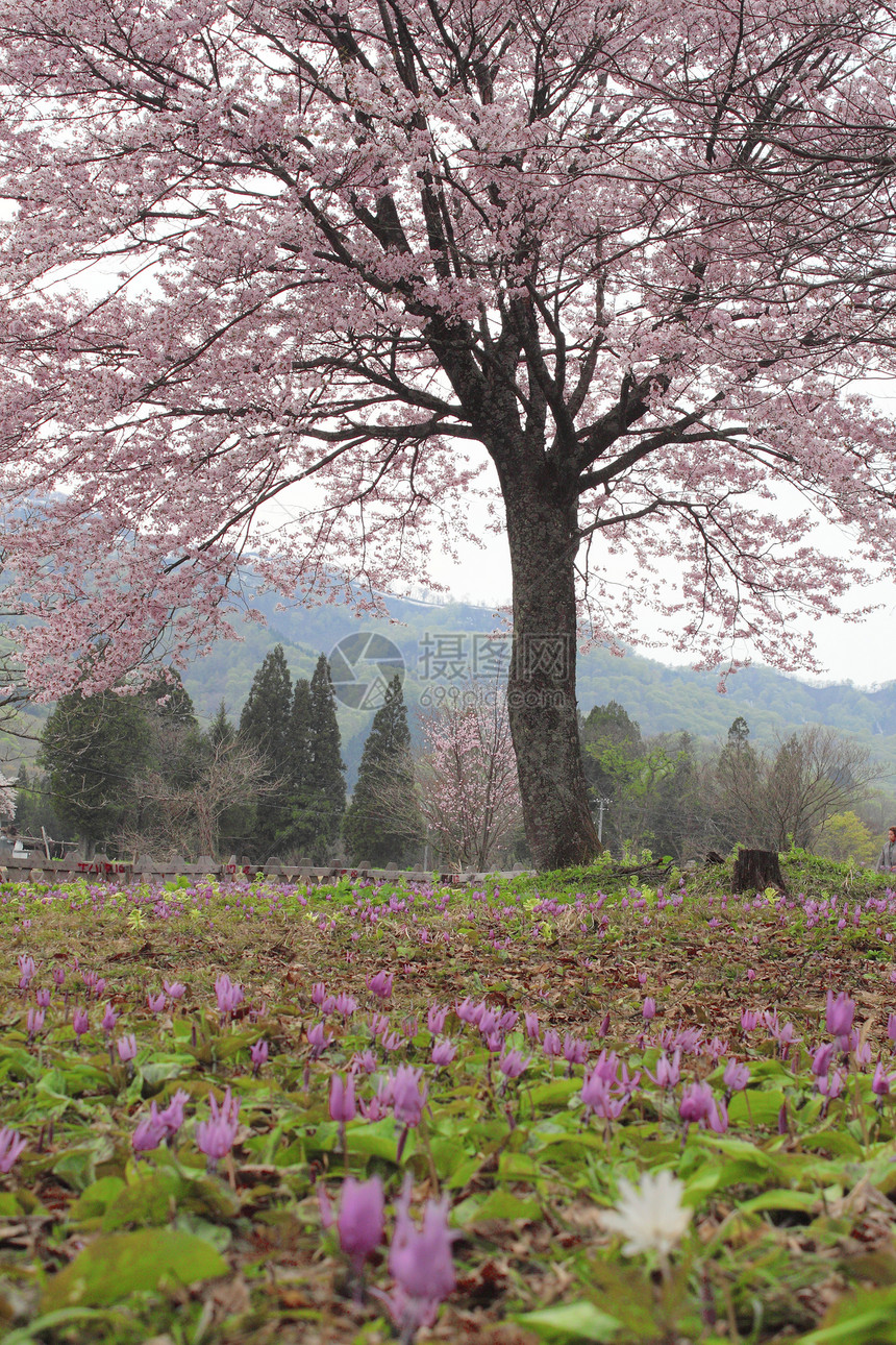 卡塔库里丙烯季节旅游粉色樱花花园公园荒野绿色生活人群图片