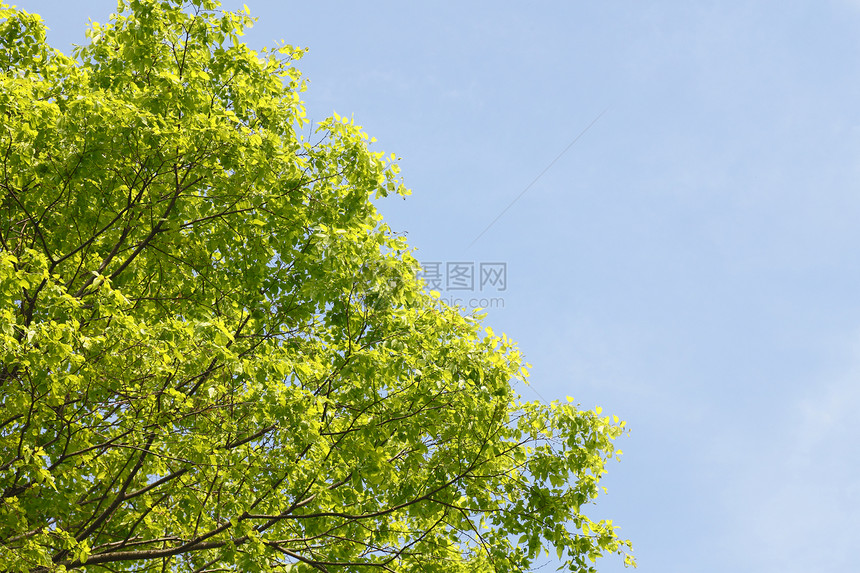 新的绿蓝天空生长森林叶子阳光树木光束太阳图片