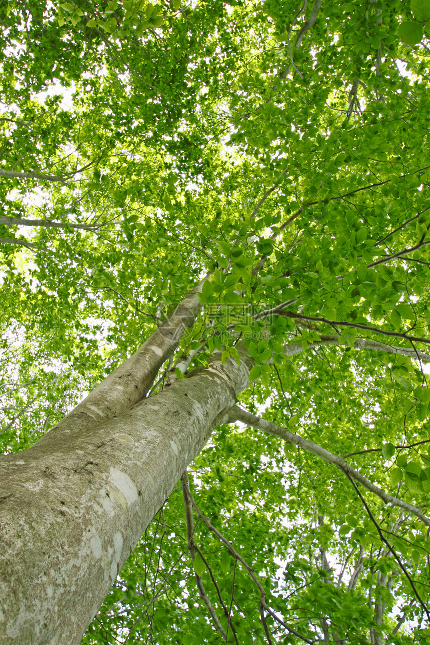 蜜蜂树冠树叶季节森林叶子树木绿色木头图片
