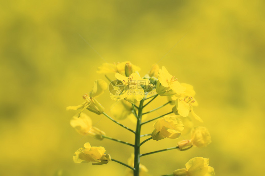 春中盛开的青菜花风景种子黄色绿色蓝色生长场地油菜籽芸苔农田图片