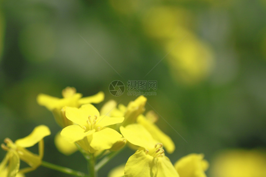 春中盛开的青菜花场地黄色风景农场天空油菜籽植物芸苔种子农田图片