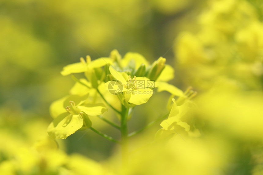 春中盛开的青菜花芸苔蓝色油菜籽天空风景农田黄色场地绿色农场图片