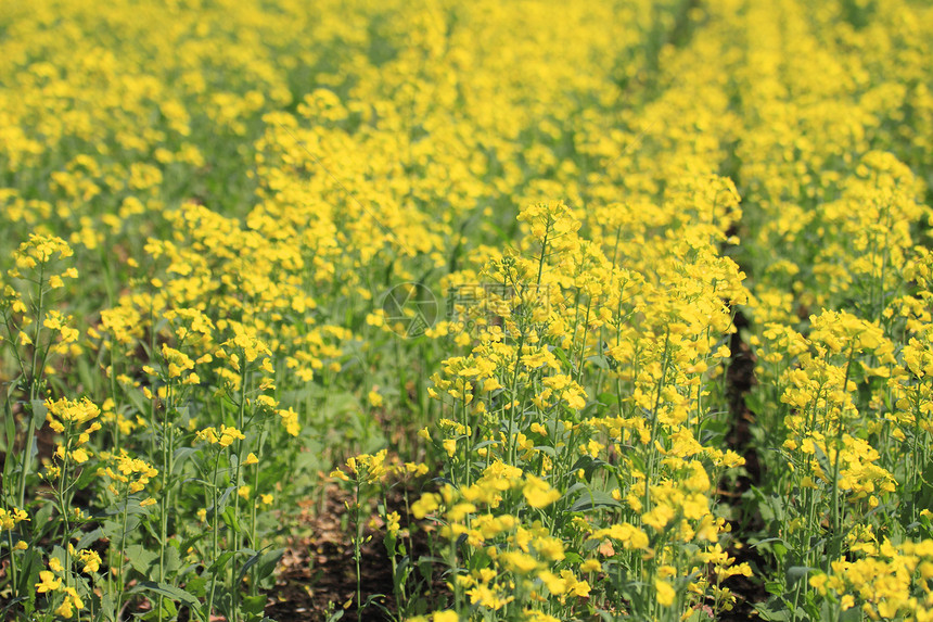 春中盛开的青菜花天空生长芸苔植物农场油菜籽农田黄色场地绿色图片