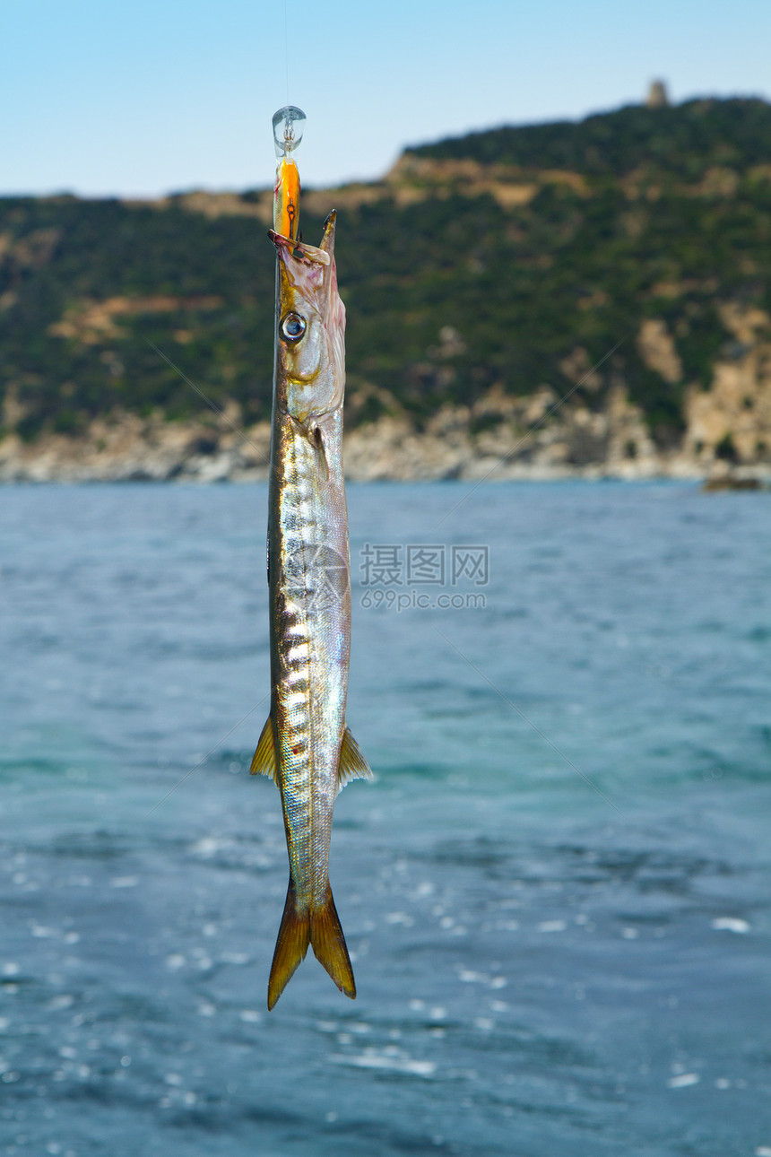 梭子鱼鲭鱼学校野生动物海洋浅滩蓝色环境热带鱼热带图片