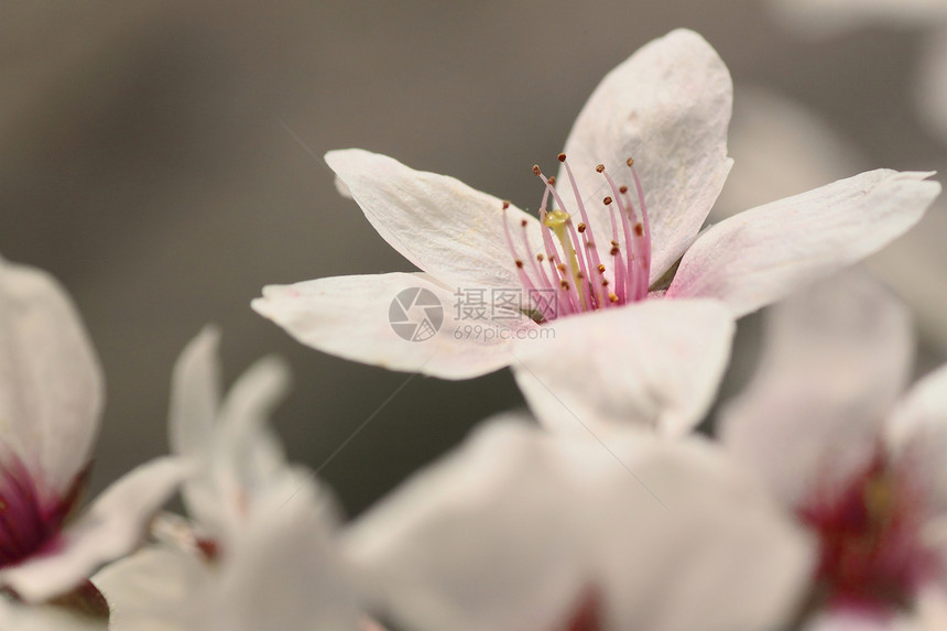 盛开的樱花花粉色晴天花园花朵公园图片