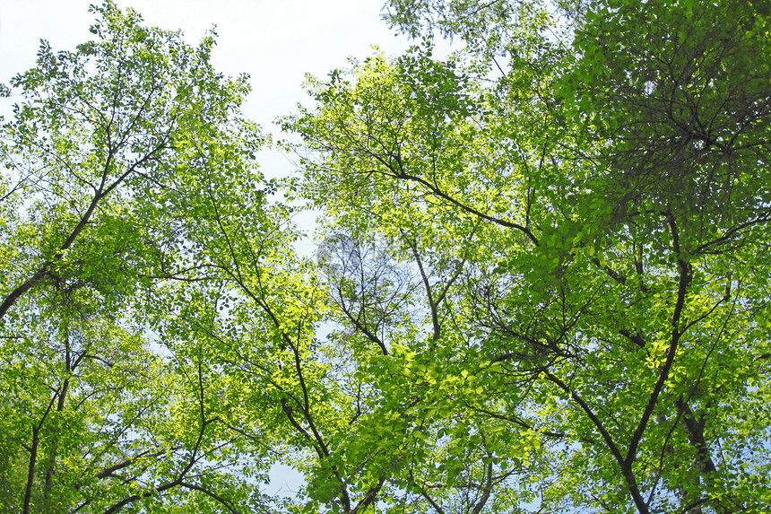 新的绿叶阳光树木环境季节性生长叶子天气场景植物绿色图片