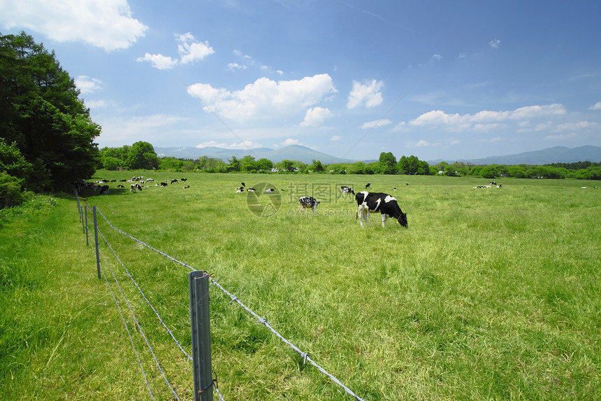 野外的牛和蓝色天空农场白色绿色黑色牛肉乡村动物牛奶农村奶牛图片