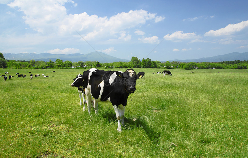 野外的牛和蓝色天空白色场地奶牛乡村牛奶农村阳光黑色动物牛肉图片
