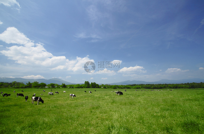 野外的牛和蓝色天空白色阳光农场绿色奶牛牛奶场地乡村黑色农村图片