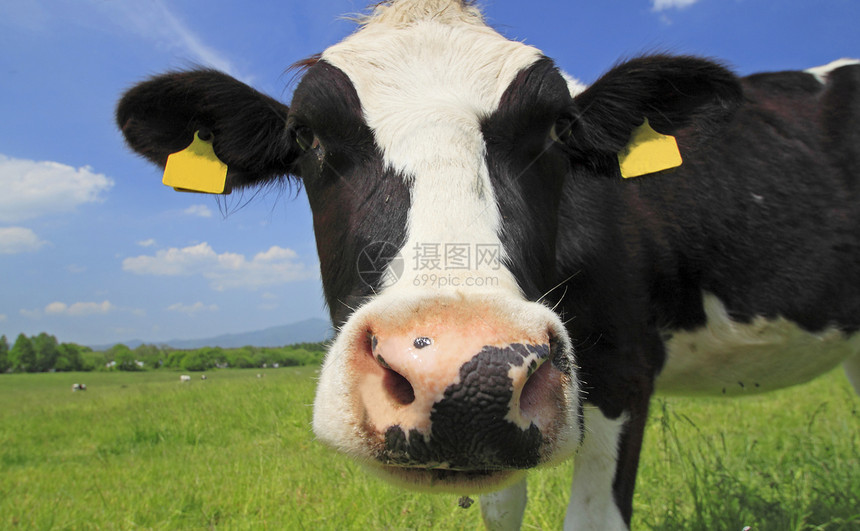 野外的牛和蓝色天空农村黑色场地牛肉乡村阳光白色绿色牛奶农场图片