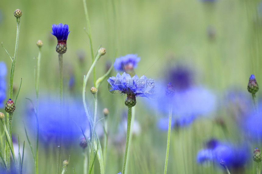 实地的蓝花蓝色药品花瓣植物群叶子场地雏菊生长植物荒野图片