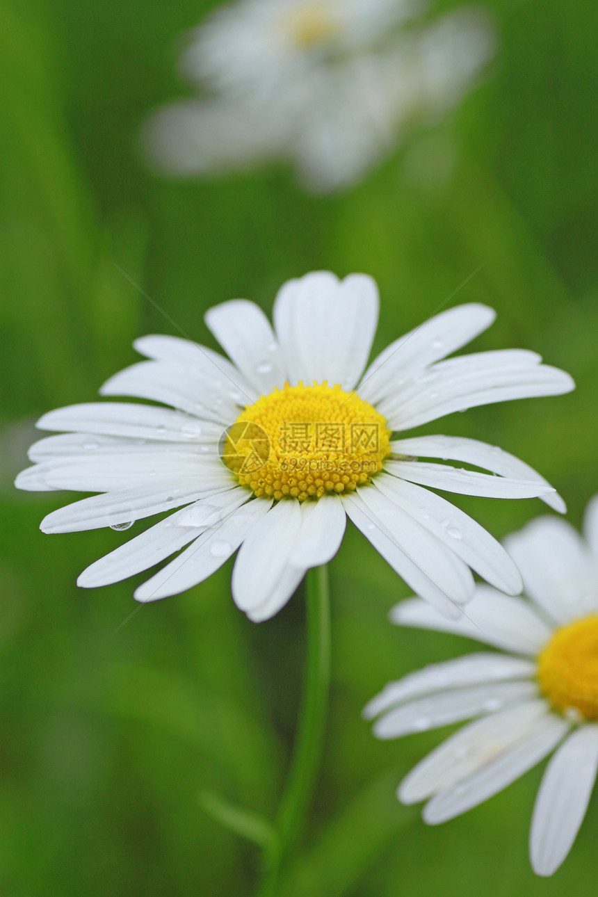 特写的近距离场地植物群绿色花粉荒野花瓣花园黄色白色辉光图片
