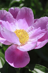 平粉 白乳奶粉花园紫色牡丹植物乳香芍药活力粉色花瓣淡紫色背景图片