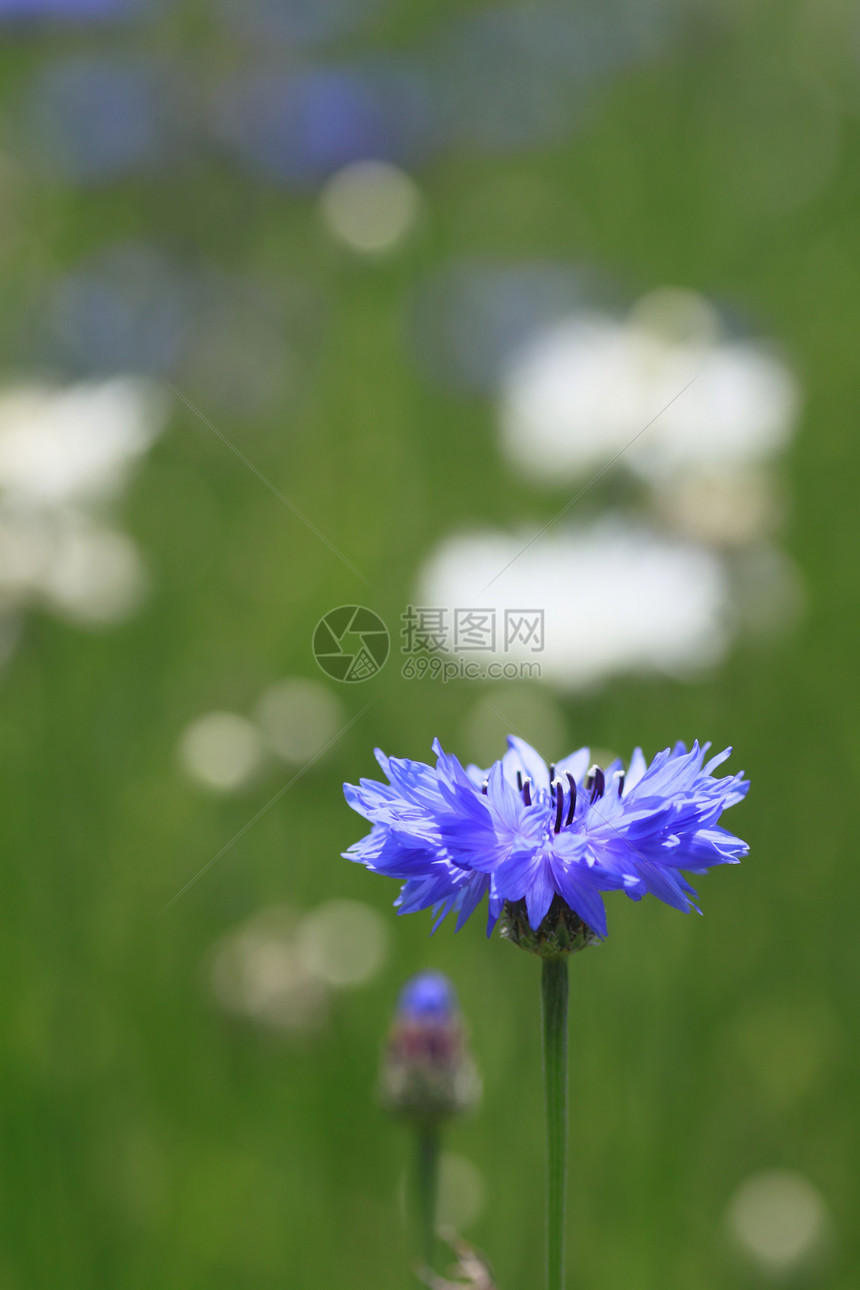 实地的蓝花生长绿色花瓣场地乡村草地雏菊植物群叶子蓝色图片