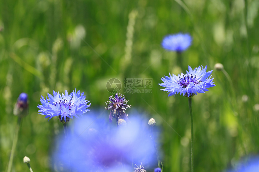 实地的蓝花荒野叶子雏菊花瓣绿色植物群乡村蓝色草地植物图片