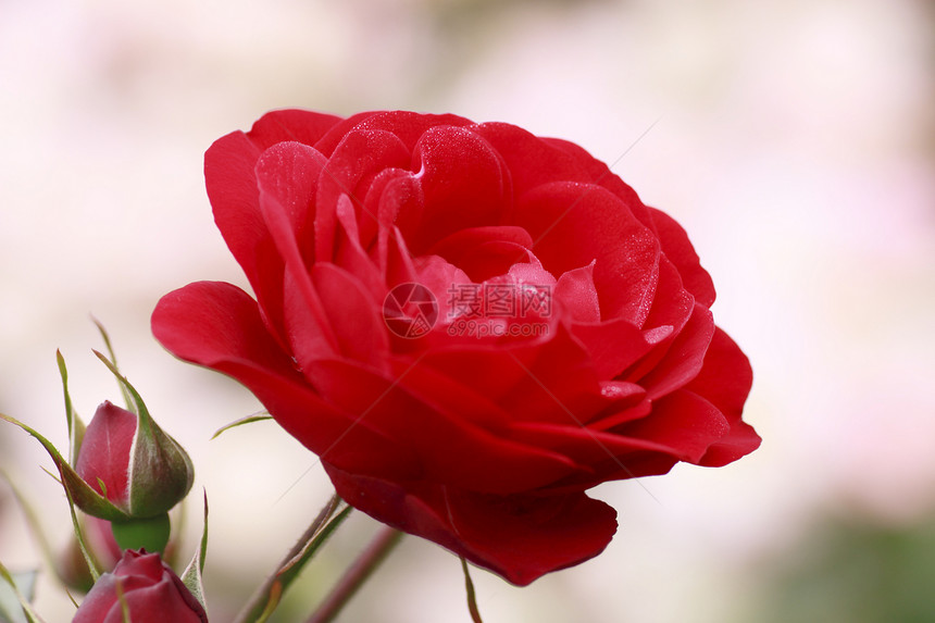 在花园中美丽的玫瑰红色绿色园艺树叶花粉植物图片