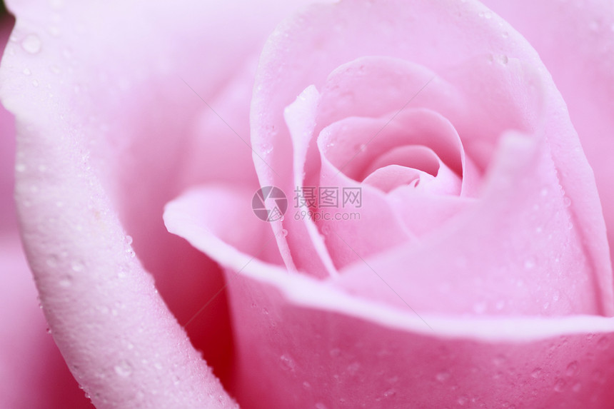 在花园中美丽的玫瑰绿色园艺树叶植物花粉粉色图片