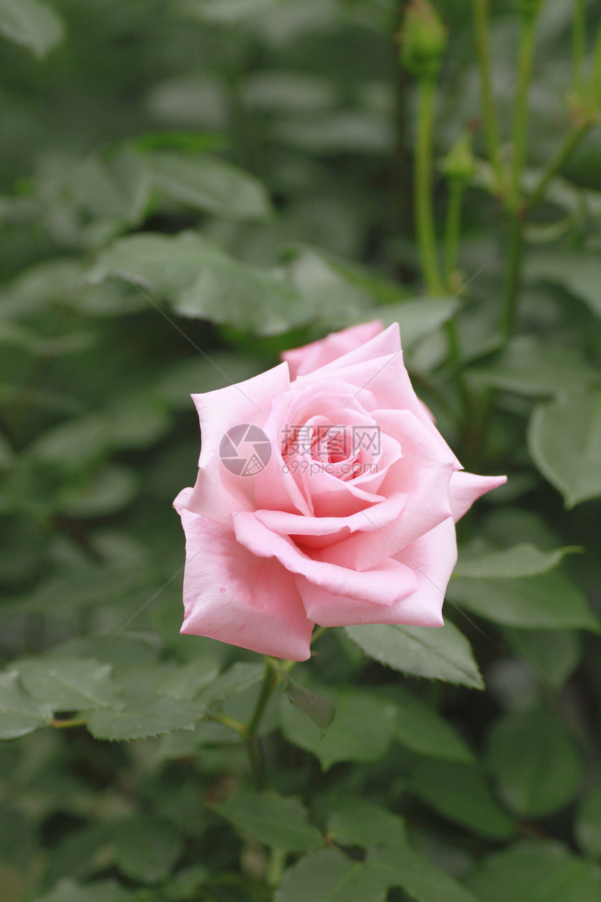 在花园中美丽的玫瑰园艺花粉红色树叶植物绿色图片