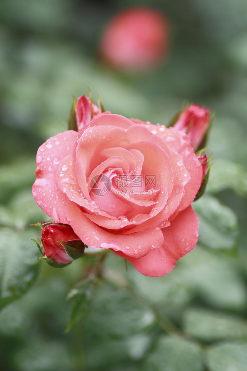 在花园中美丽的玫瑰树叶园艺花粉植物绿色红色图片