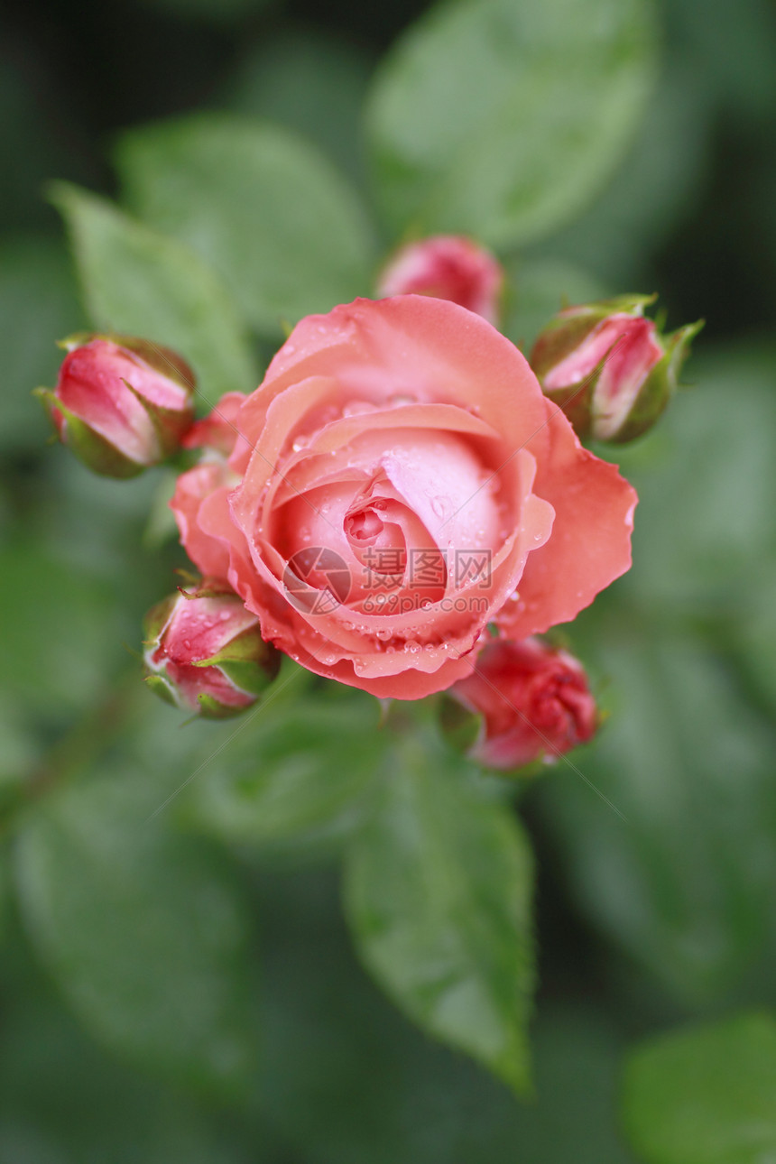 在花园中美丽的玫瑰绿色树叶园艺红色植物花粉图片