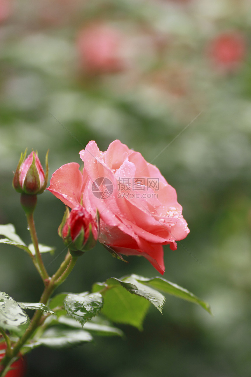 在花园中美丽的玫瑰红色花粉树叶绿色园艺植物图片