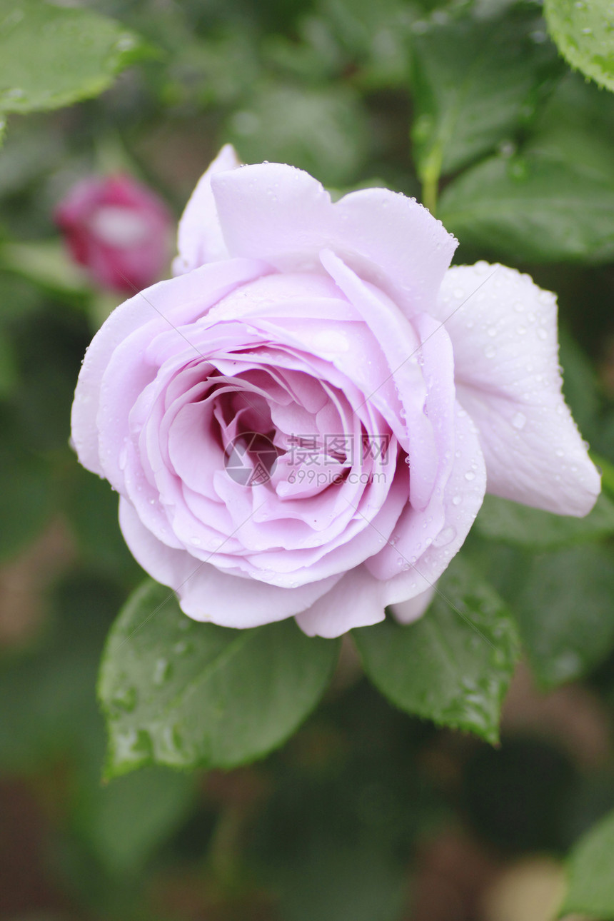 在花园中美丽的玫瑰花粉绿色白色红色树叶园艺植物图片