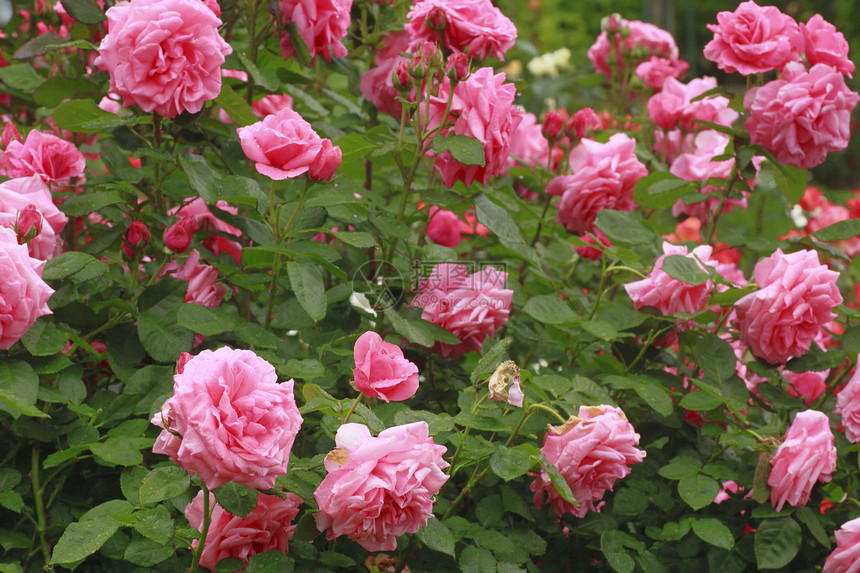 在花园中美丽的玫瑰植物花粉园艺绿色红色树叶图片