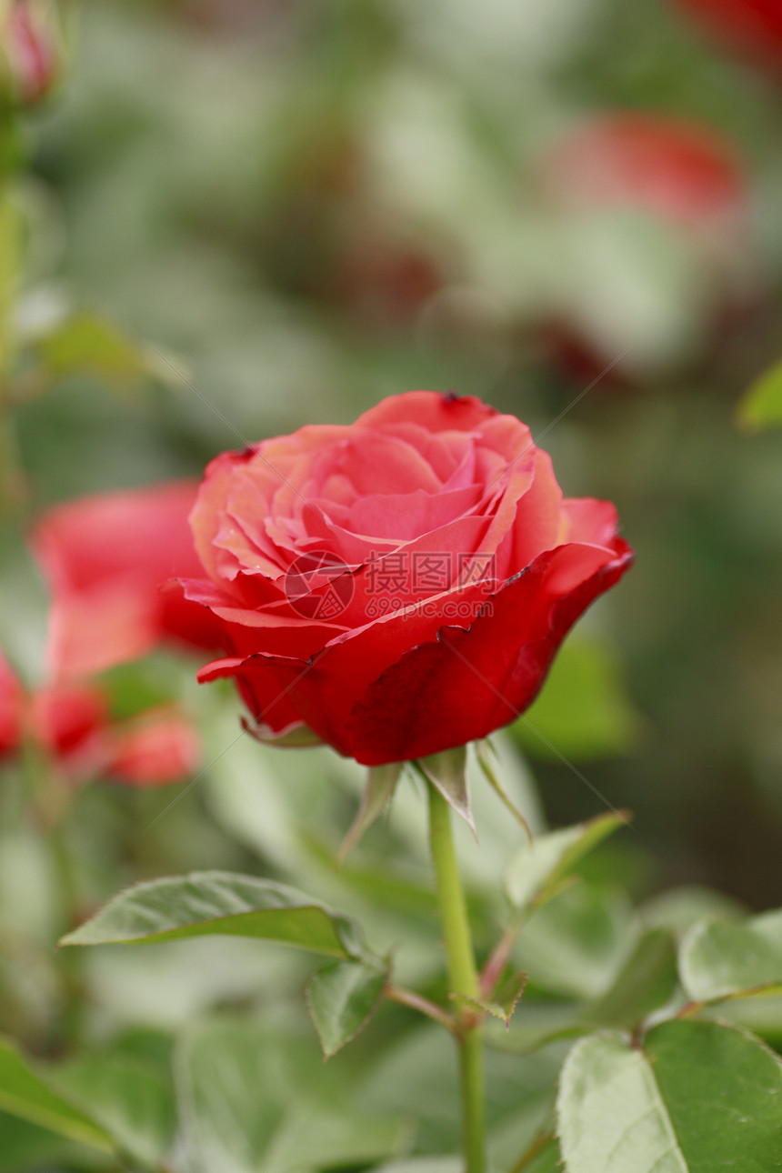 在花园中美丽的玫瑰花粉植物红色绿色园艺树叶图片
